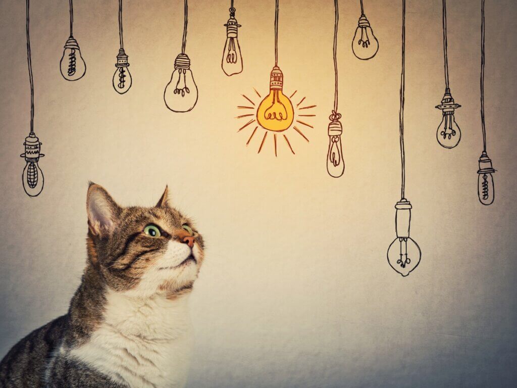 Existem muitos valores que você pode aprender com os animais.