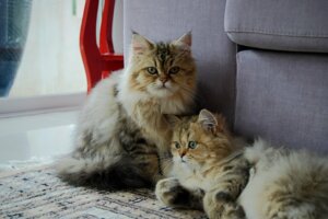Gatos gêmeos existem?