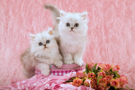 Dois gatos brancos peludos