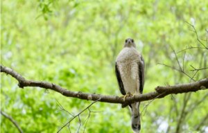 Gavião-miúdo: habitat, características e distribuição