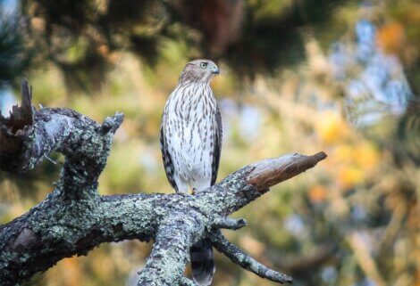 Um espécime de gavião-miúdo.