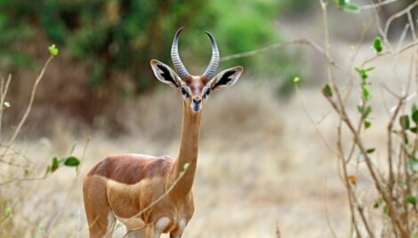 Gazela-girafa: um dos  animais que você não sabia que existiam
