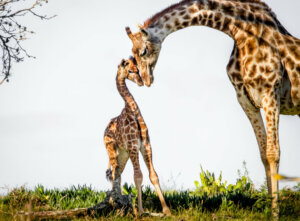 Classificação dos animais de acordo com sua reprodução