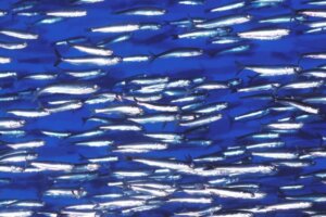 Anchova ou biqueirão: características de distribuição e valor comercial