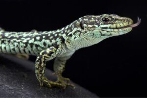 O que os lagartos comem?