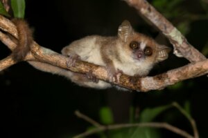 Lêmure-rato-cinza: características, habitat e reprodução