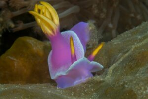 Lesma rosa fluorescente: o que se sabe sobre esse animal?