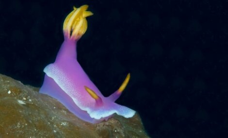 Uma lesma rosa em um fundo preto.