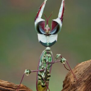 Idolomantis diabolica: tudo que você precisa saber