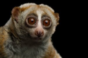 5 curiosidades sobre mamíferos