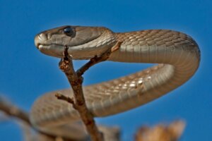 Mamba-negra: características, habitat e veneno