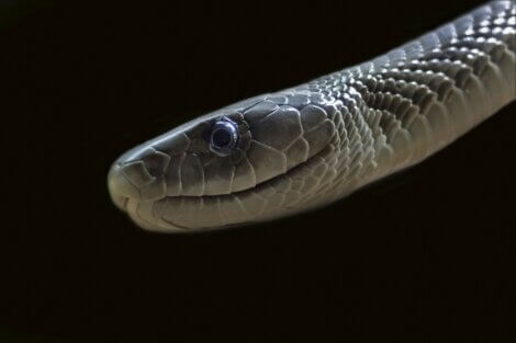 Uma mamba-negra sobre um fundo preto.