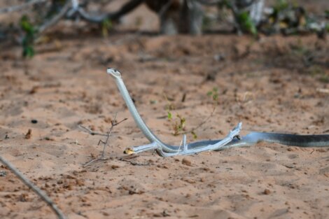 Uma mamba-negra em terra.