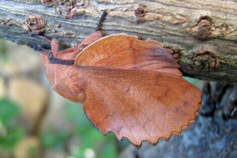 Um dos métodos de defesa dos insetos é a aparência de uma folha.