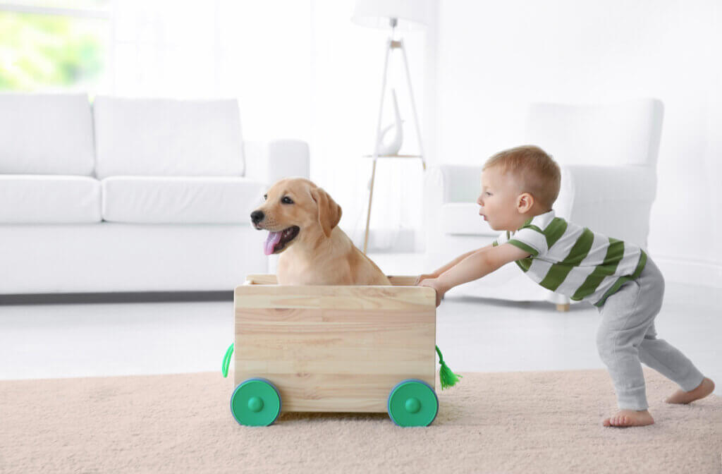 Brinquedos feitos com materiais reciclados para animais de estimação