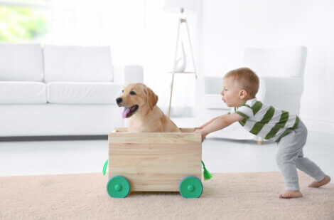 Um menino puxando um carrinho com um Labrador dentro.