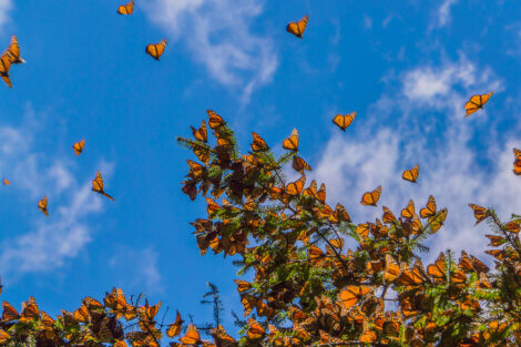 As borboletas-monarca são animais migratórios.