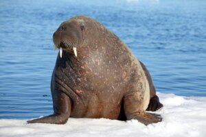 Uma morsa adormece em um iceberg na Groenlândia e acorda na Irlanda