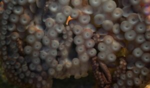 Nectocaris pteryx: o avô dos cefalópodes há 500 milhões de anos