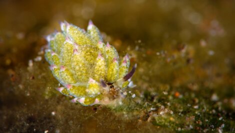 Ovelha-do-mar (Costasiella kuroshimae)