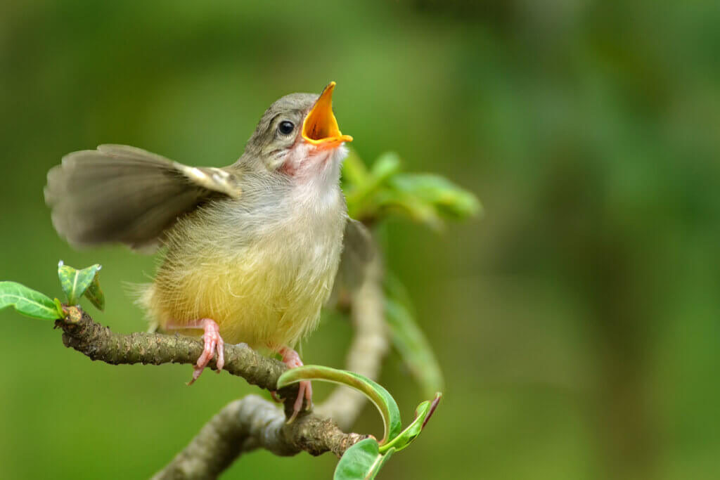 4 tipos de comunicação entre animais
