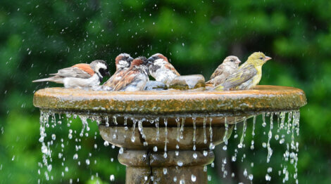 Alguns pássaros se banham em uma fonte.