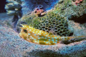 Peixe-cofre: características do peixe mais quadrado do mundo