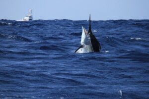 Os 7 peixes mais rápidos do mundo