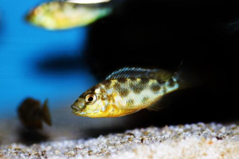 Outro dos animais que fingem estar mortos.