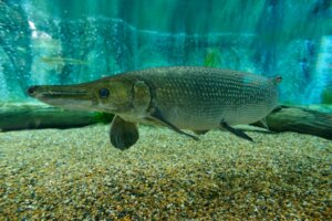 O que é um peixe-jacaré e onde habita?