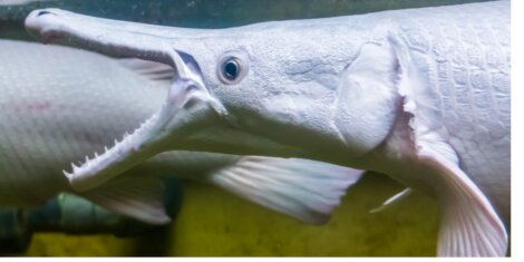 Um peixe-jacaré de boca aberta.
