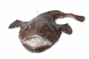Peixes abissais, incríveis criaturas marinhas