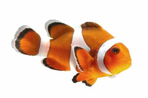 Cuidados com o peixe-palhaço