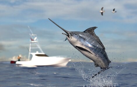 Um dos peixes mais rápidos do mundo.