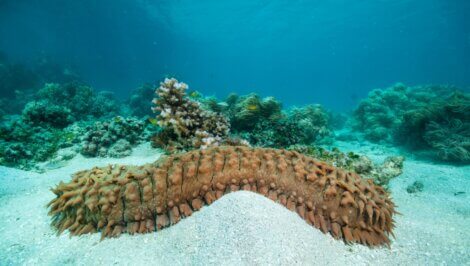 Um pepino-do-mar na areia.