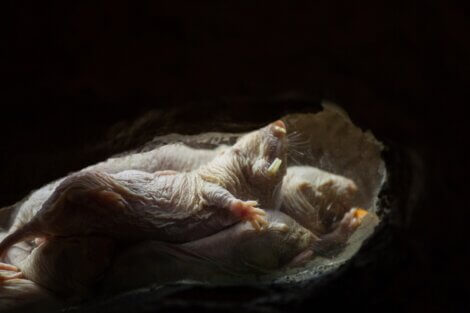 Um dos animais mais feios do mundo é o rato-toupeira-pelado.