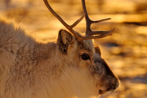 As renas são animais migratórios.