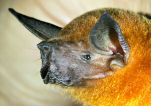 6 curiosidades sobre morcegos