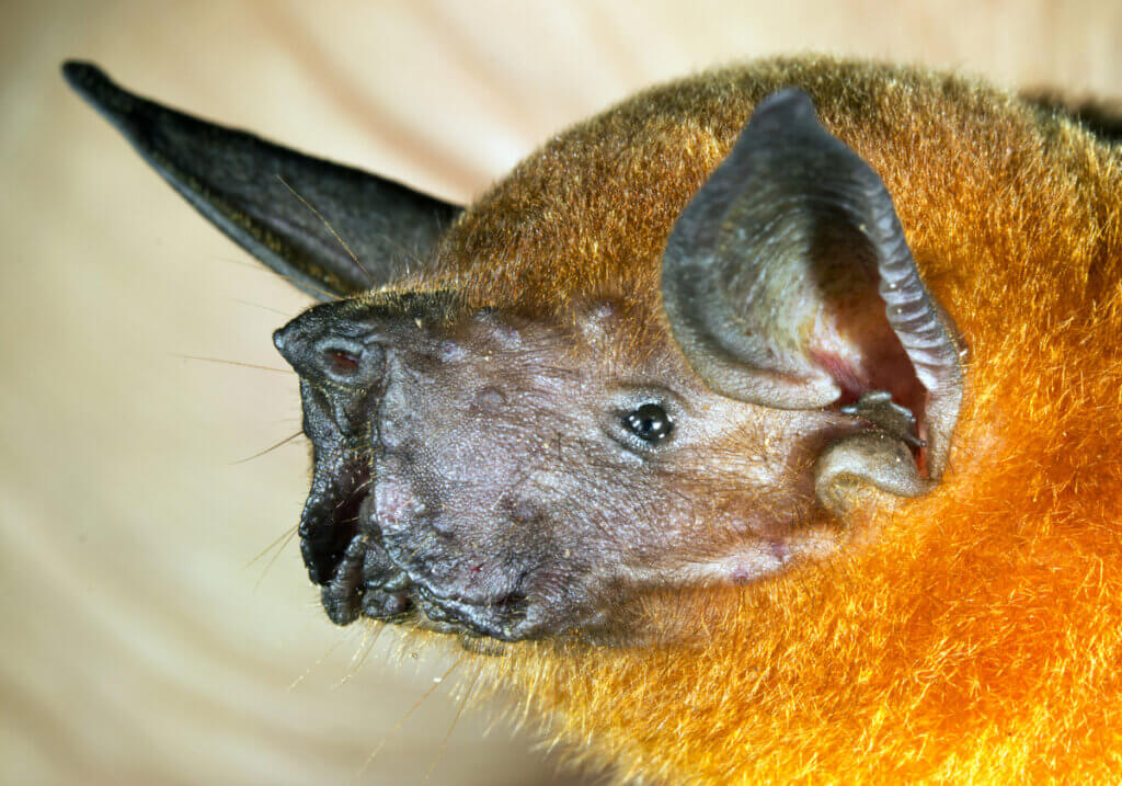 6 curiosidades sobre morcegos