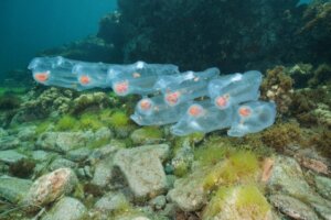 O que são as salpas e o que sabemos sobre elas?