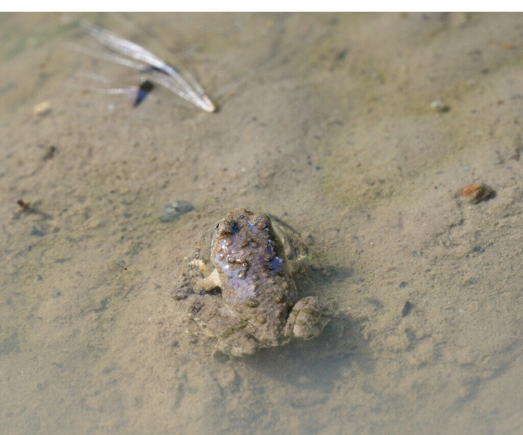 O sapo Telmatobius halli, uma espécie redescoberta