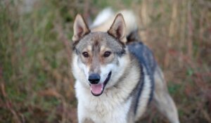 Cão shepsky: origem, características e cuidados