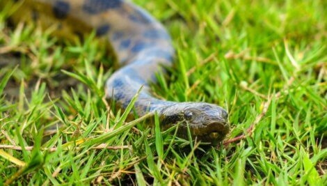 O rosto de uma sucuri.