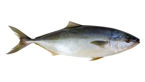 Atum: um dos peixes mais rápidos do mundo.