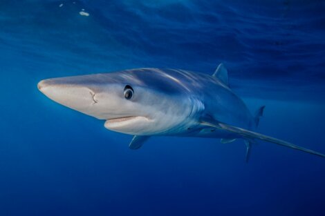 Tubarão-azu: um dos peixes mais rápidos