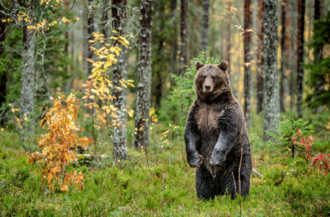O urso-pardo é um dos animais mais emblemáticos da Espanha.