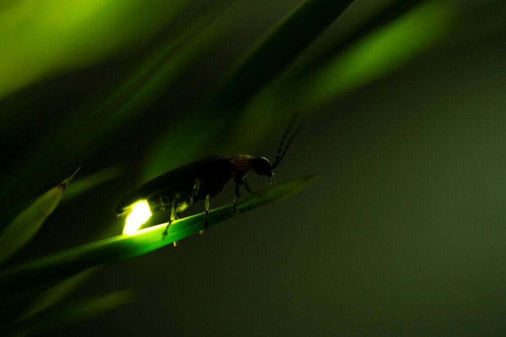 6 animais que brilham com luz própria