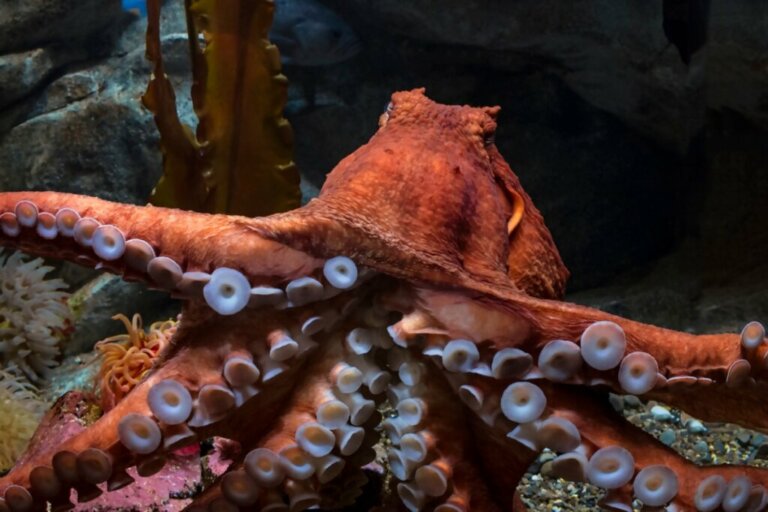Polvo-gigante-do-pacífico: características, habitat e mais informações ...