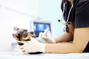 Ressonância magnética em animais de estimação