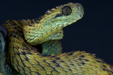 Essa víbora (Atheris hispida) é um dos animais que você não sabia que existiam.